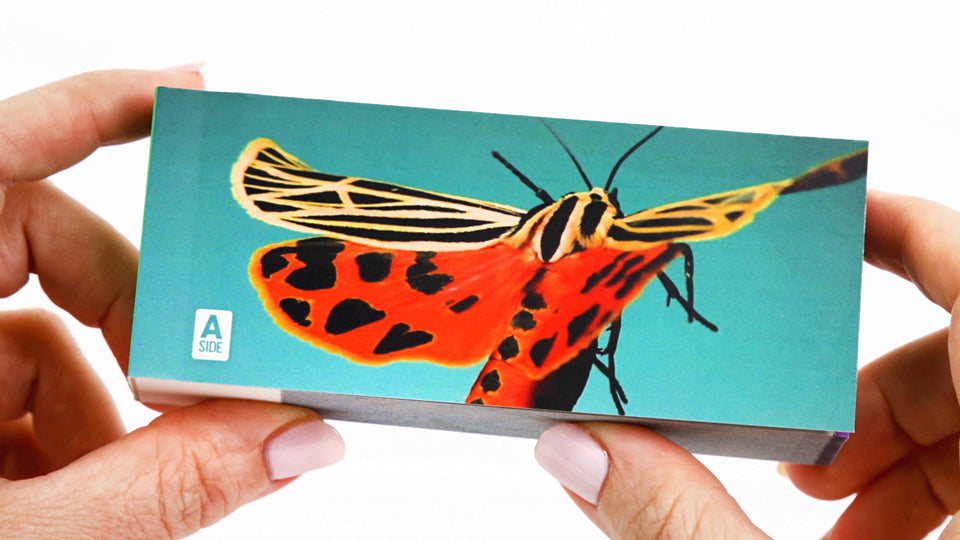 Motion in Nature - AntLab Bundle