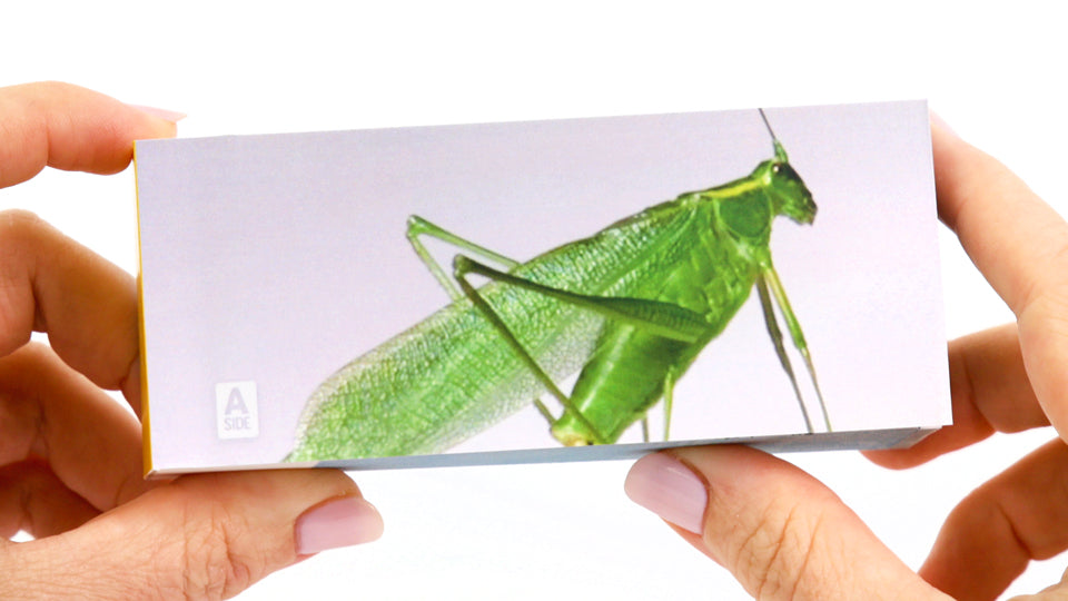 Bugs Flipbook