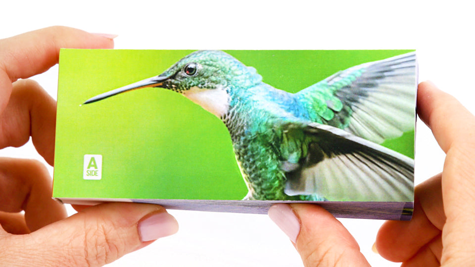 Motion in Nature Flipbook Collection