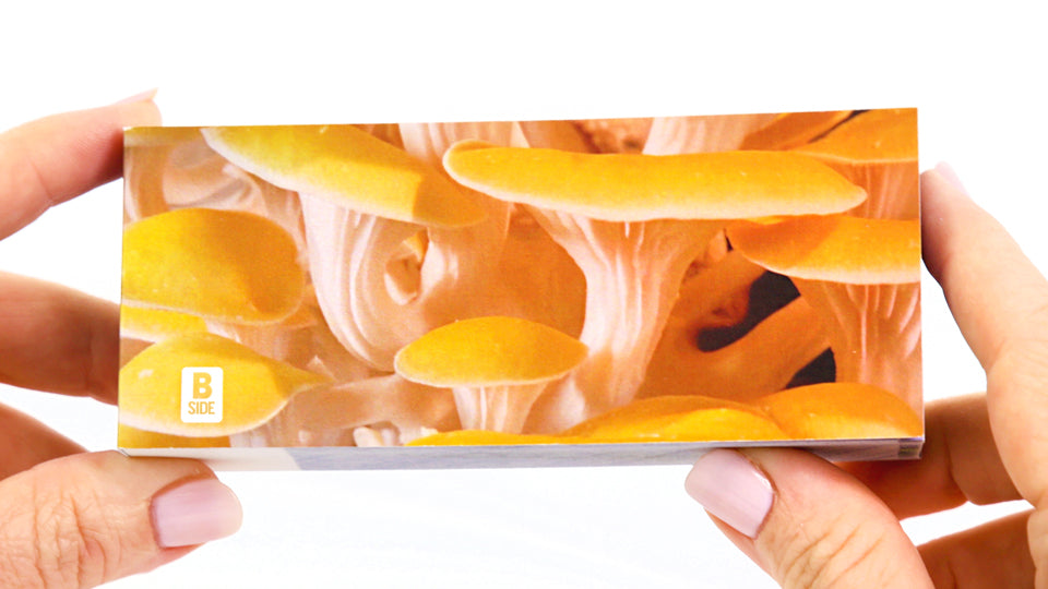 Motion in Nature Flipbook Collection