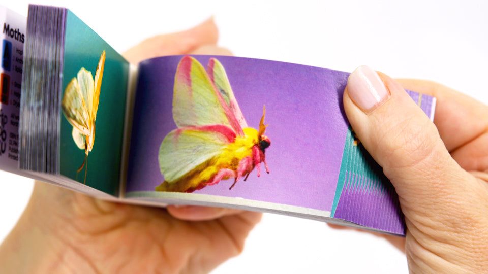 Motion in Nature - AntLab Bundle