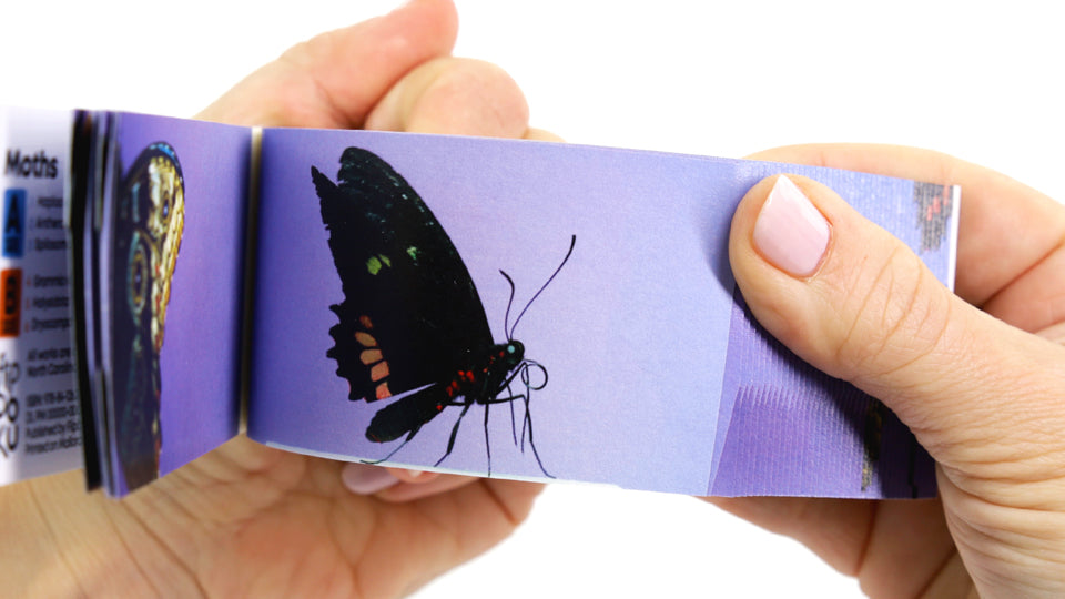 Butterflies Flipbook