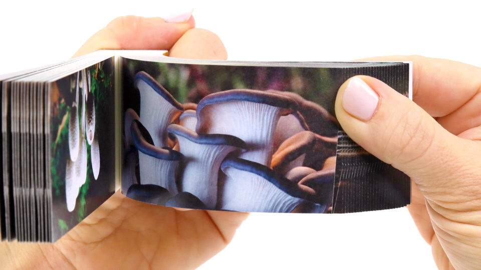 Motion in Nature Flipbook Collection