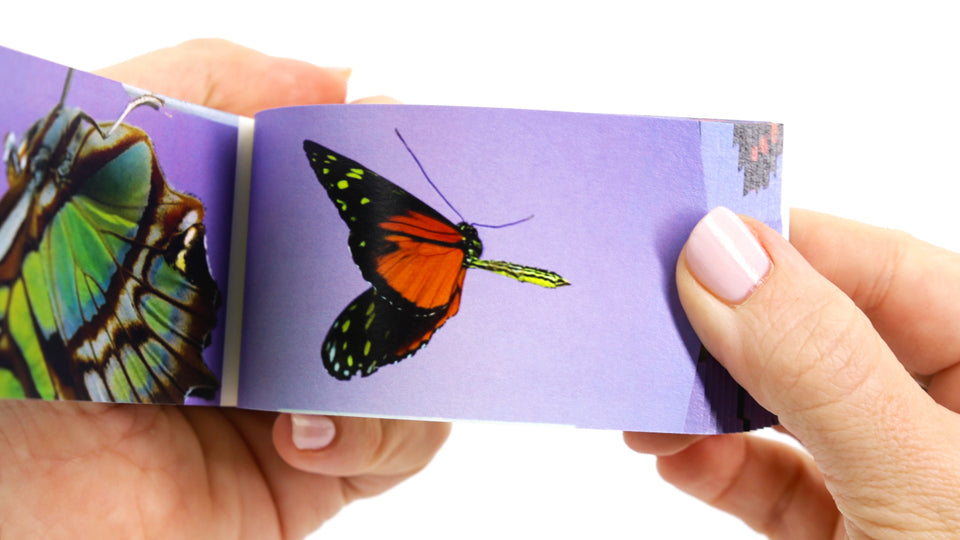 Butterflies Flipbook