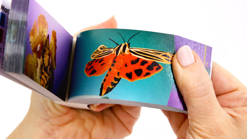 Motion in Nature - AntLab Bundle