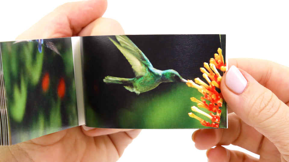 Hummingbirds Flipbook
