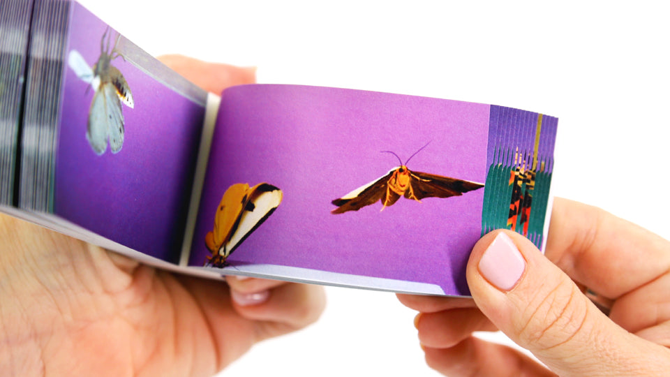 Motion in Nature - AntLab Bundle