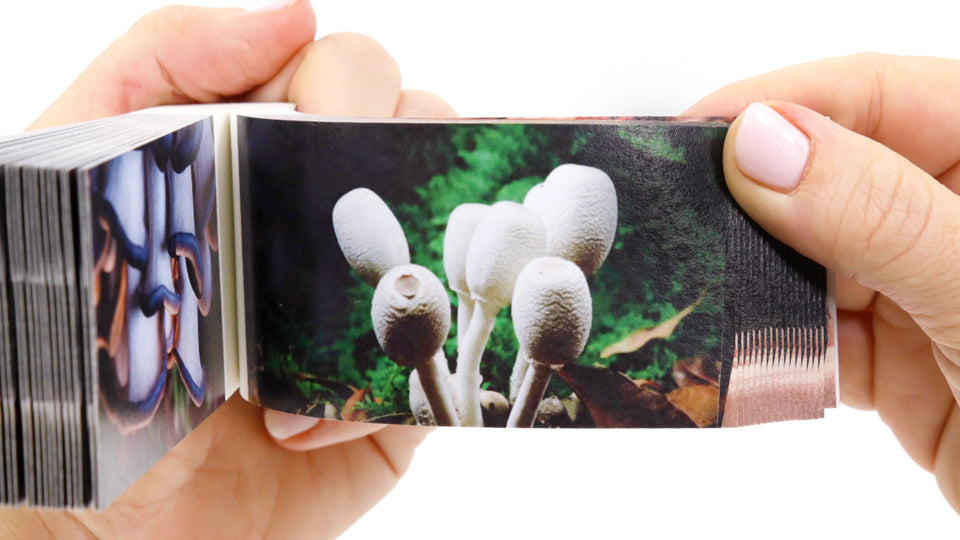 Fungi Flipbook