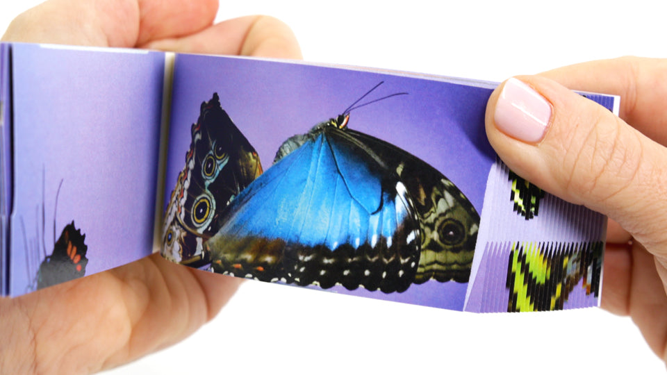 Motion in Nature - AntLab Bundle