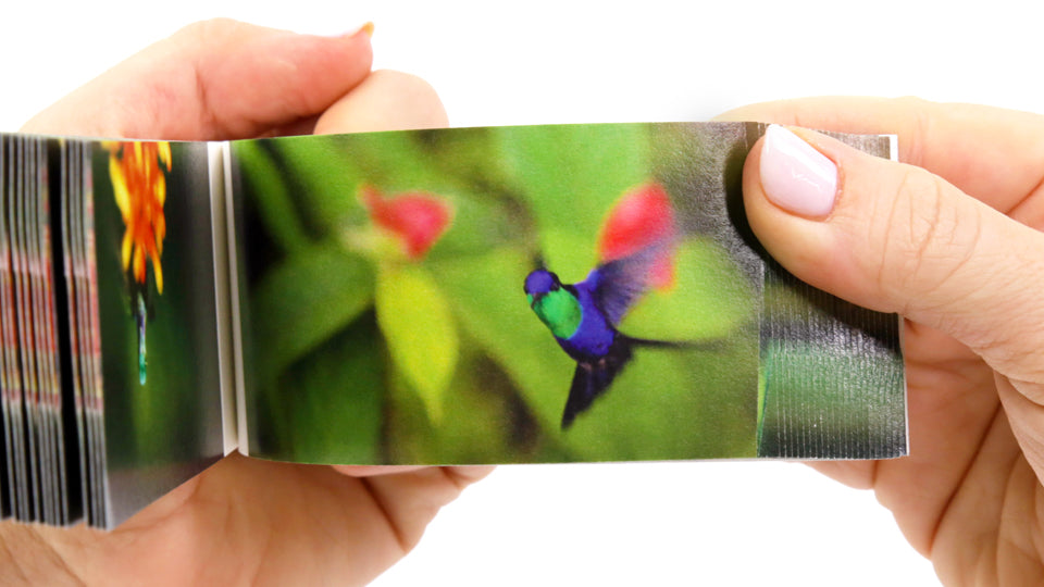 Motion in Nature Flipbook Collection