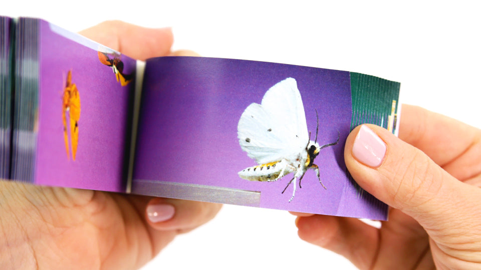 Moths Flipbook