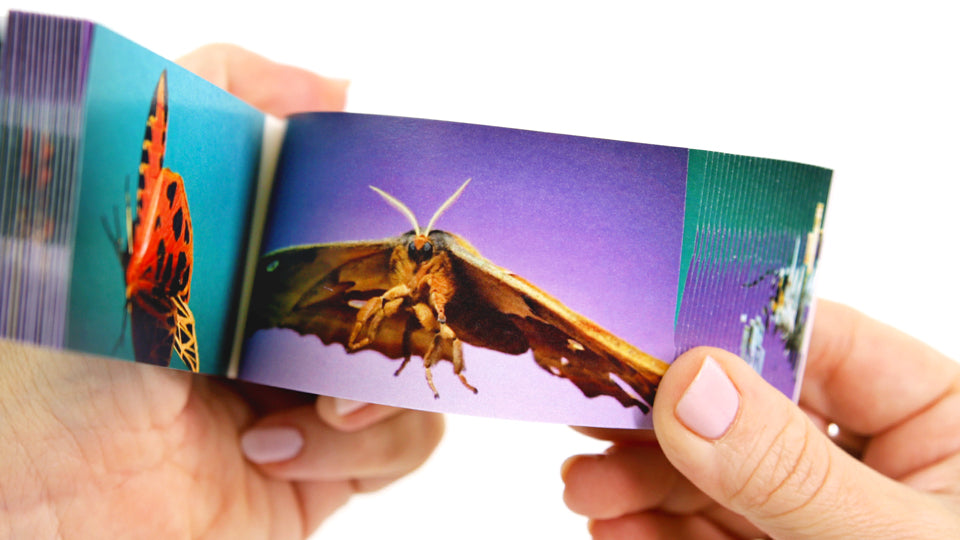 Moths Flipbook