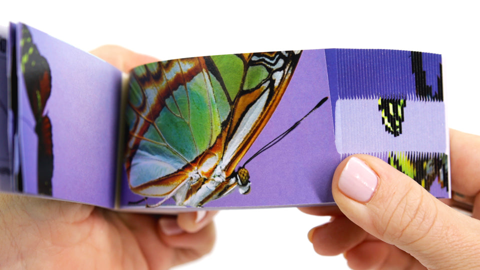 Motion in Nature - AntLab Bundle