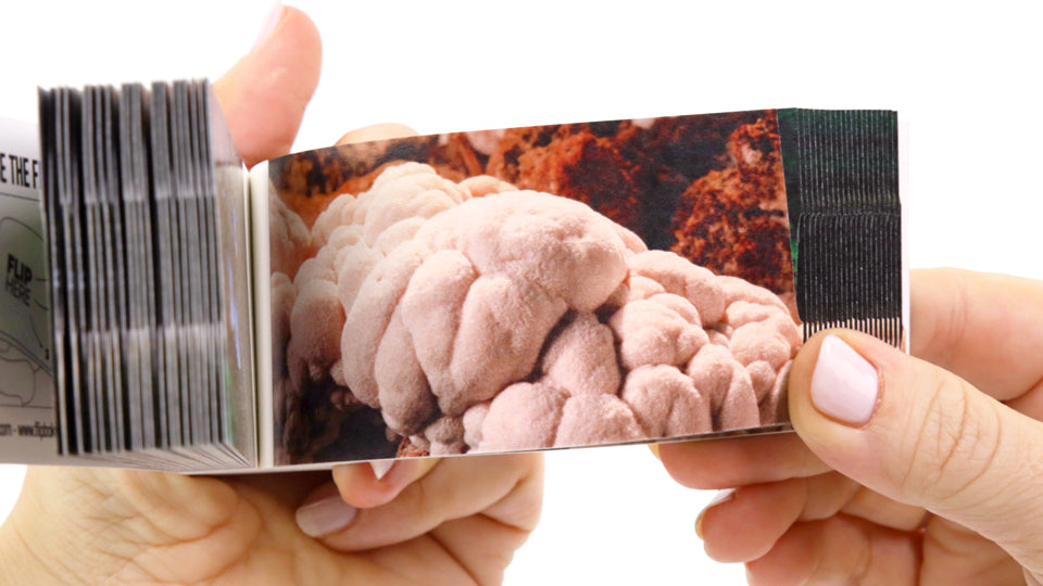 Motion in Nature Flipbook Collection